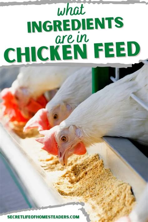 What Ingredients Are In Chicken Feed : Secret Life of Homesteaders