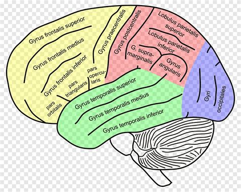 Inferior frontal gyrus Superior frontal gyrus Middle frontal gyrus Frontal lobe, colored brain ...