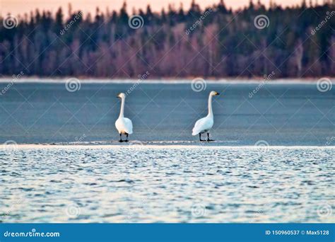 Pair of Bewick s swan stock image. Image of bird, pair - 150960537