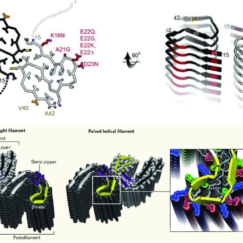 Structure of amyloid fibrils as a function of the constitutive number... | Download Scientific ...