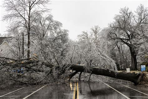 4 Important Tips Dealing With Tree Damage From Michigan Ice Storm