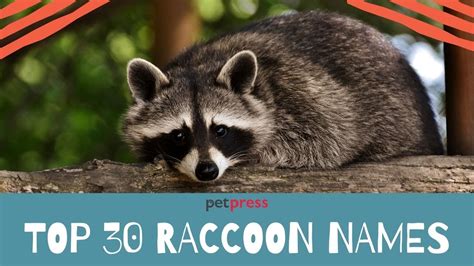 Raccoon Names 🦝 - Top 30 Raccoon Names (With Famous, Funny, and Baby Names) | PetPress - YouTube