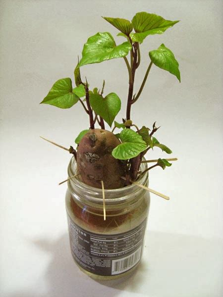 How to grow sweet potato vine indoors - 101 Gardening