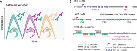 Antigenic variation in T. brucei bloodstream forms. (A) Antigenic... | Download Scientific Diagram