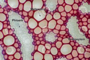 15 Difference Between Protoxylem And Metaxylem (With Pictures) - VIVA DIFFERENCES