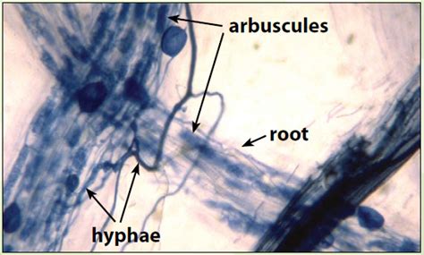 Arbuscular Mycorrhizas - SA | Fact Sheets | soilquality.org.au