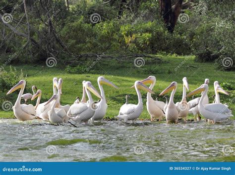 Group of Beautiful Great White Pelicans Stock Image - Image of high, grassland: 36534327