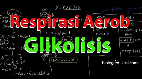 Glikolisis Respirasi Aerob - YouTube