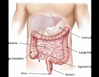 Mesentery: Medical Definition & Function | Study.com