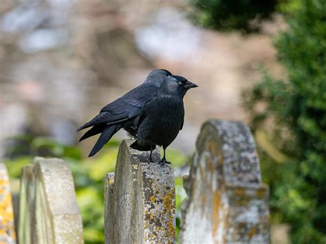 Crow Symbolism: A Complete Guide | Birdfact