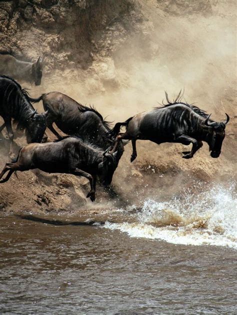 The Serengeti River crossing in Tanzania, Africa is undoubtedly one of ...