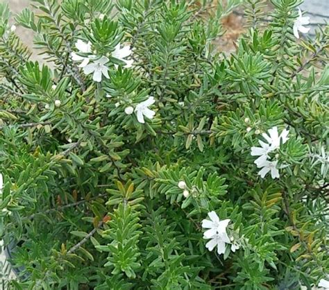 Westringia fruticosa Grey Box 'WES04' PPAF (Australian Rosemary Selection)