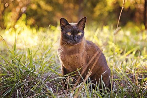 5 Best Burmese Cat Breeders