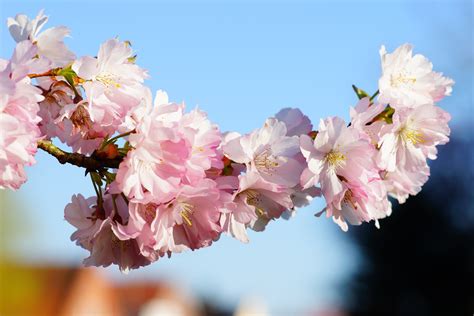 vulnerability, smell, 4K, nature, japanese, flowering twig, branch, petal, cherry blossom, pink ...