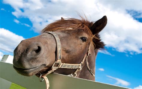 Are Horses Predators or Prey? | Wonderopolis