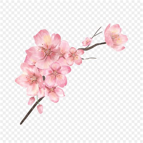 Sakura Branches PNG Picture, Pink Watercolor Sakura Flower Tree Branch, Watercolor, Cherry Tree ...