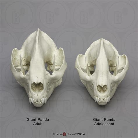 Giant Panda Skull, Adult - Bone Clones - Osteological Reproductions