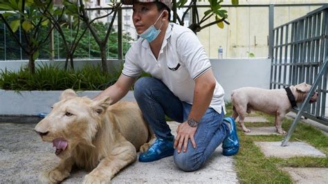 Pet lion returned to owner after Cambodian PM's intervention - BBC News