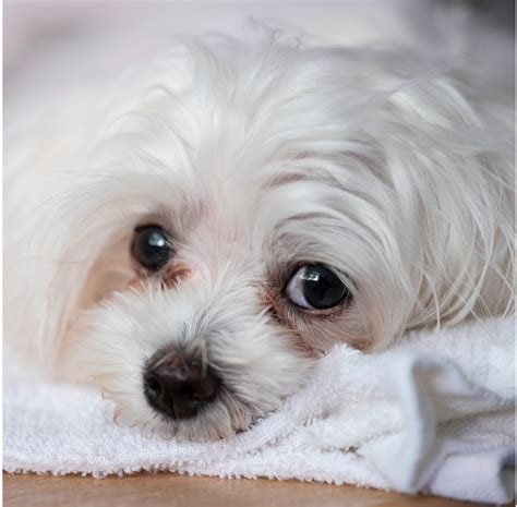 Tear Stains in Dogs: Common Myths and Facts You Need to Know ...