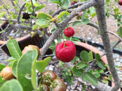 Surinam cherry Cherry, Fruit, Work, Prunus