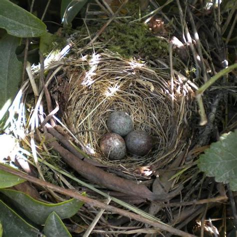 White-crowned sparrow nest and eggs: The White-crowned sparrow breeds in open, stunted woodland ...