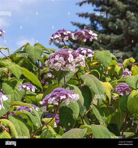 Rough-leaved Hydrangea (Hydrangea aspera 'Macrophylla', Hydrangea aspera Macrophylla), blooming ...