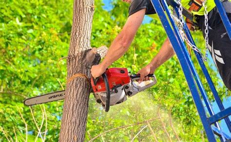 Tools For Trimming Tree Branches – Learn How To Prune Trees