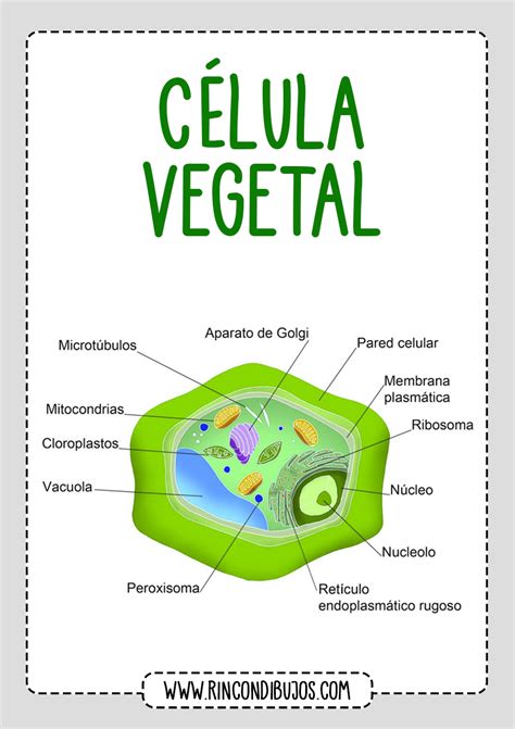 Partes de la Celula Vegetal - Rincon Dibujos