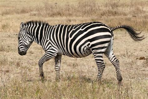 Why do zebras have stripes? Do they serve a dazzle camouflage purpose?... | Download Scientific ...