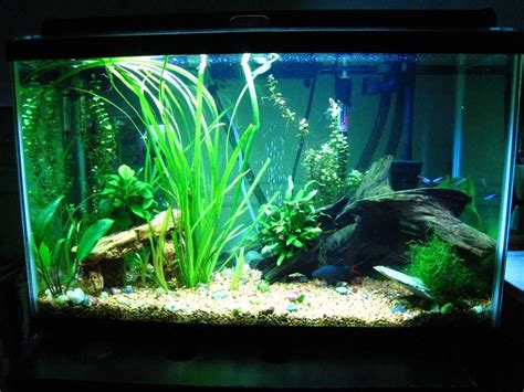 30 Gallon Tall Aquarium | Aquarium, Fish aquarium decorations, Aquarium design