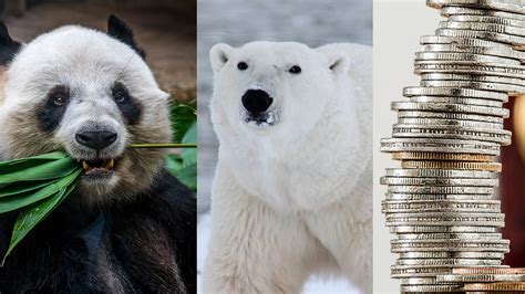 Giant panda, polar bear, and a pension plan. What do they have in common? – Granite State ...