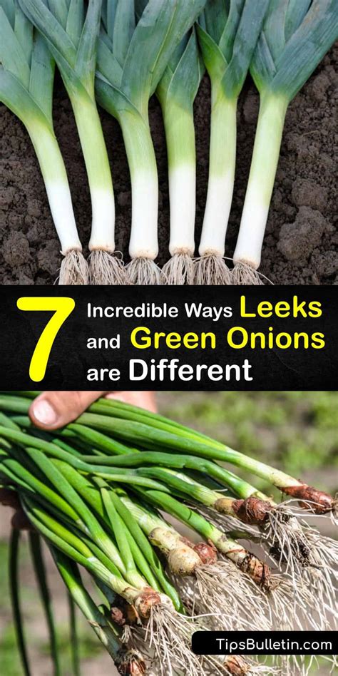 How are Leeks and Green Onions Different