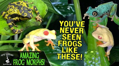 AMAZING FROG MORPHS OF RAINFOREST JUNKYS! | FROG BREEDING AND CARE! | Amazing frog, Frog, Green ...