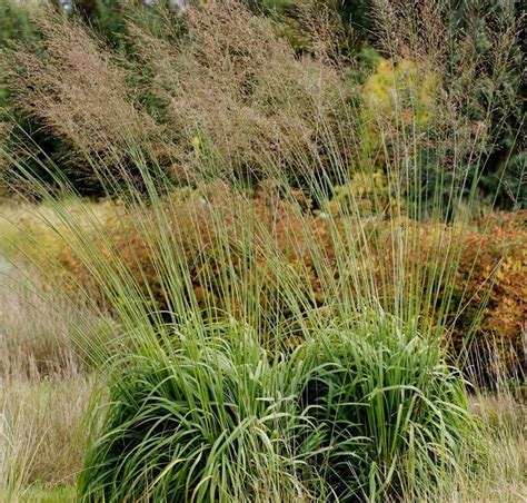 10 best images about Garden grass molinia transparent on Pinterest | Gardens, Reddish brown and ...