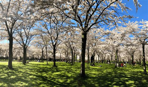 Parque das Cerejeiras Amsterdam • Happy Pelo Mundo