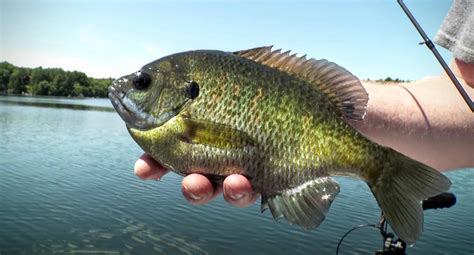 Fishing for Panfish Around Sunken Cribs | AnglingBuzz