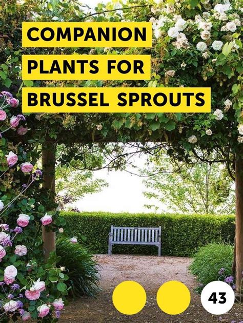 Learn Companion Plants for Brussel Sprouts | How to guides, tips and tricks | Jardines, Patios