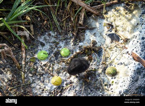 A baby bird struggles through polluted river water highlighting environmental water pollution ...