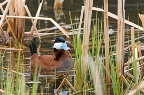 Ruddy duck — Ducks Unlimited Canada