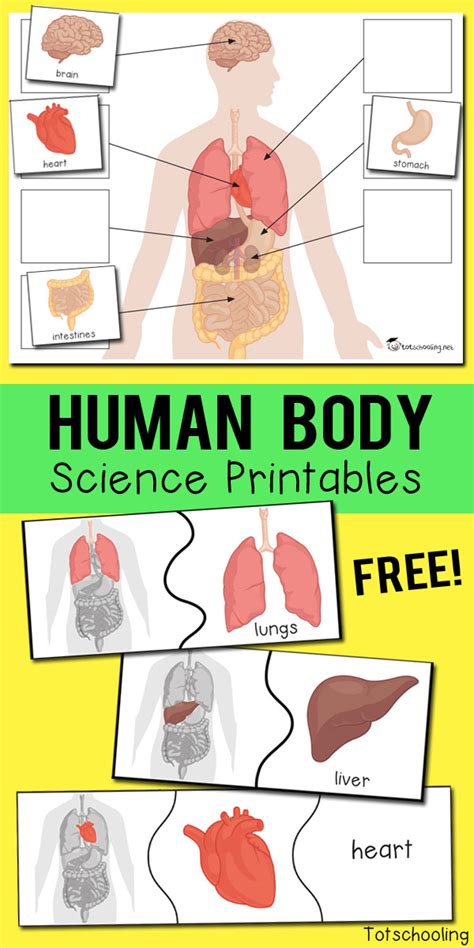 Human Body Organs Printables | Totschooling - Toddler, Preschool ...