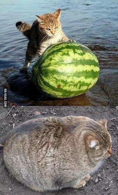 Just a cat eating a watermelon | Cat memes, Funny animal pictures, Funny animals