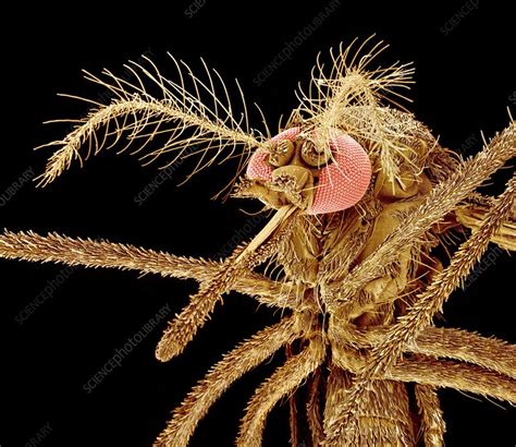 Asian tiger mosquito, SEM - Stock Image - Z341/0415 - Science Photo Library