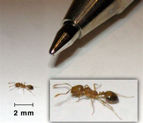 How to Identify and Control Ants