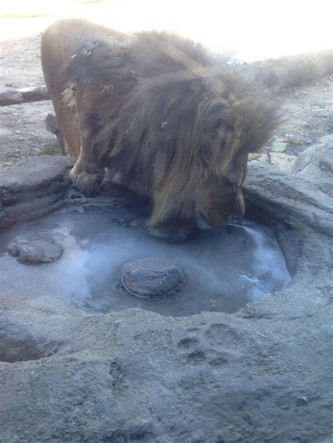 Male lion at Topeka Kansas zoo | Topeka zoo, Male lion, Zoo