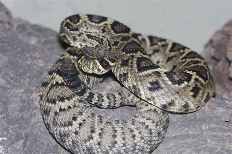 Veterinarians seek dogs for snakebite anti-venom study » College of ...