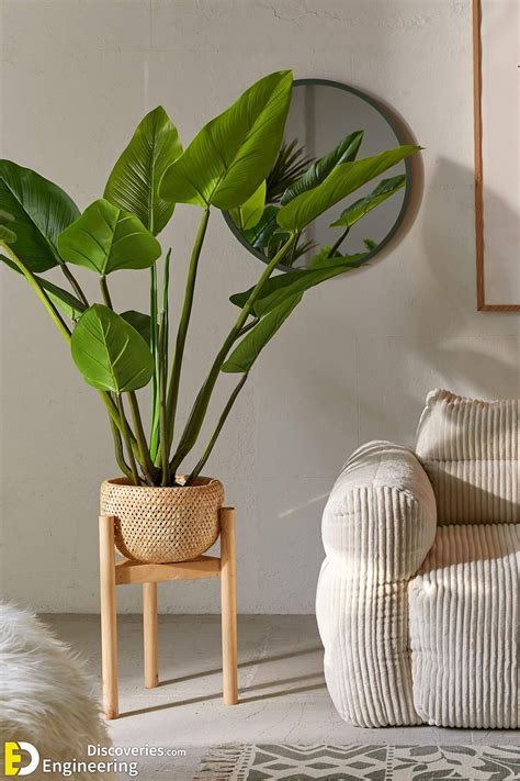 30 Indoor Green Plants For Your Home To Look Fresher And Cooler - Engineering Discoveries