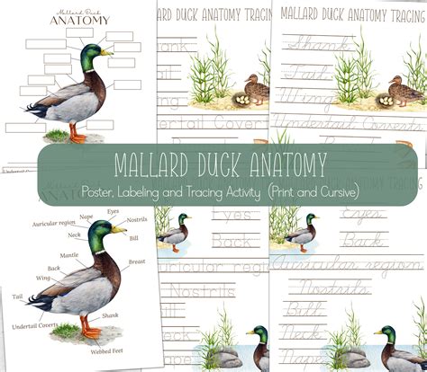 MALLARD DUCK Anatomy Poster Labeling and Tracing - Etsy Canada