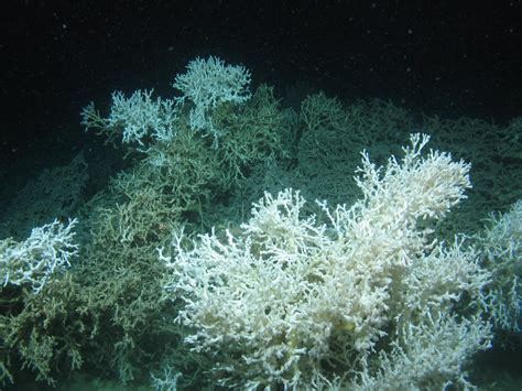 Deep sea coral in North Atlantic faces threat | EurekAlert!