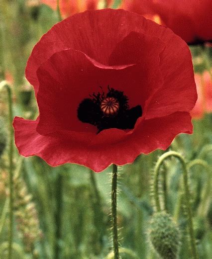 Poppy Flowers – Flowerinfo.org