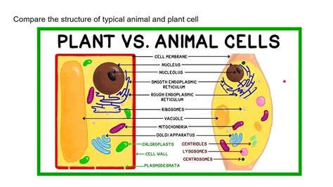 Top 107 + Plant cell animal cell difference - Inoticia.net